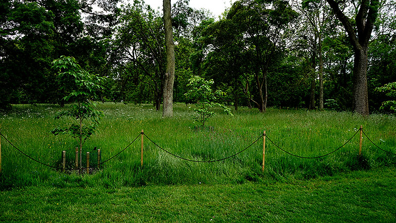Äng - oklippt gräs på Kew Gardens